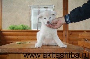 ИЦУМИ ГАЙ НАОКИ