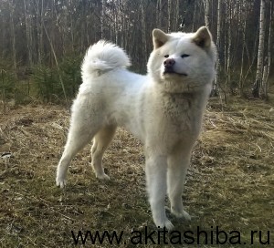 ИЦУМИ ГАЙ НАОКИ