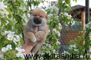 Такарамоно Аманогава