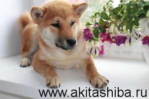 Такарамоно Аманогава