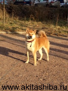 ТАКАРАМОНО АМАНОГАВА