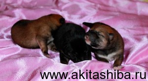 14 ноября 2014 родились щенки Шиба Ину