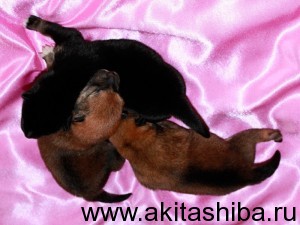 14 ноября 2014 родились щенки Шиба Ину