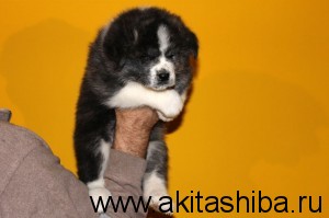 Мальчик 1 (рожден 25-09-2014)