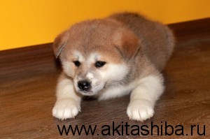 Девочка 2 (рождена 25-09-2014)