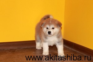 Мальчик 3 (рожден 25-09-2014)