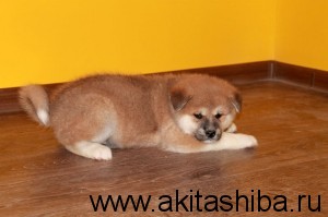 Мальчик 4 (рожден 25-09-2014)