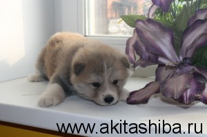 Мальчик 5 (рожден 25-09-2014)