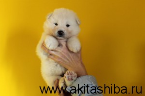 Мальчик 6 (рожден 25-09-2014)