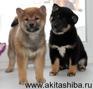 14 ноября 2014 родились щенки Шиба Ину
