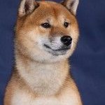 RUS MAFI-JA SAZUKARU