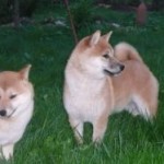 RUS MAFI-JA LAMBORDJINA