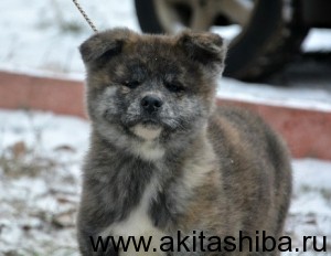 Мальчик 2 (рожден 25-09-2014)