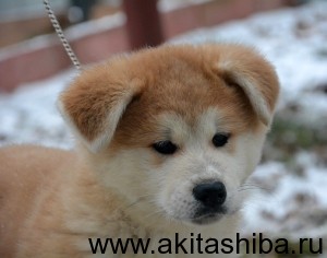 Девочка 1 (рождена 25-09-2014)