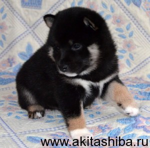 Мальчик 2 Шиба Ину (рожден 01-12-14)