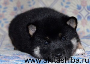 Мальчик 2 Шиба Ину (рожден 01-12-14)