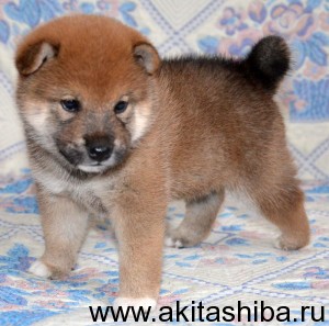 Мальчик 1 Шиба Ину (рожден 01-12-14)