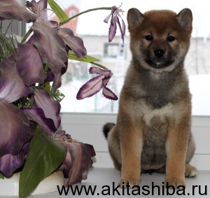 Девочка 1 (рождена 14.11 2014)