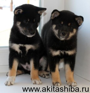 Начало резервирования щенков Щиба Ину, рожденных 01-12-14