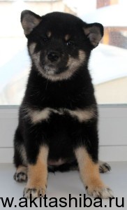 Девочка 1 Шиба Ину (рождена 01-12-14)