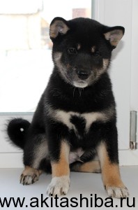 Мальчик 2 Шиба Ину (рожден 01-12-14)