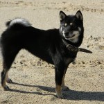 АЙКЭН САГАРИМЭ ЕРАТА