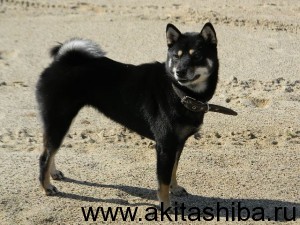 АЙКЭН САГАРИМЭ ЕРАТА