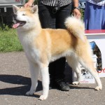 АЙКЭН САГАРИМЭ ГАКУТО