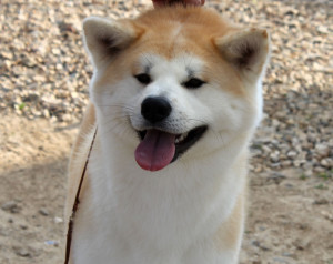 АЙКЭН САГАРИМЭ ГАКУТО