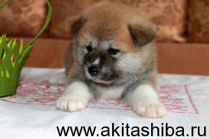 Мальчик 2 от 25.01.15