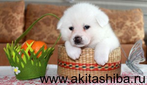 Девочка 1 от 25.01.15