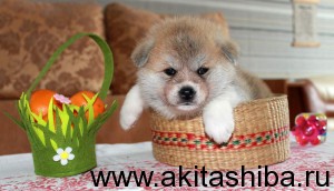 Девочка 2 от 25.01.15