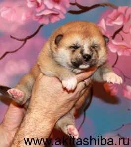 Мальчик 2 (рожден 24.02.2015) - зарезервирован