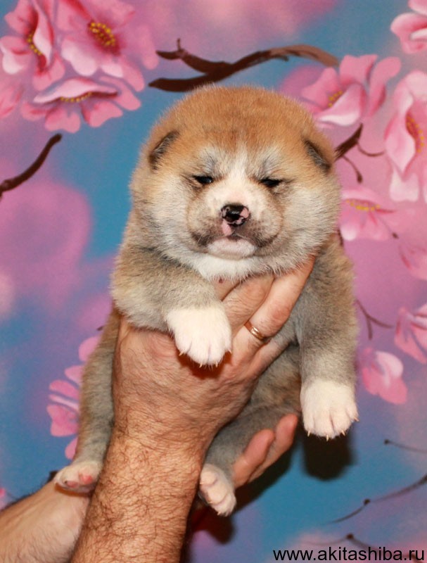 Мальчик 1 (рожден 24.02.2015)