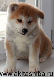 Мальчик 1 (рожден 24.02.2015)