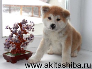 Мальчик 1 (рожден 24.02.2015)