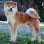 KAISHI GO SHICHIMEN KENSHA