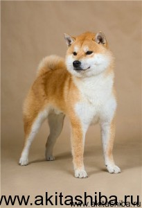 Kaze No Takisakuraou Go Yokohama Atsumi