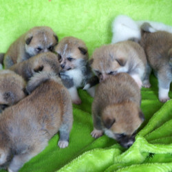 10 июня 2015 года родились щенки Акита Ину