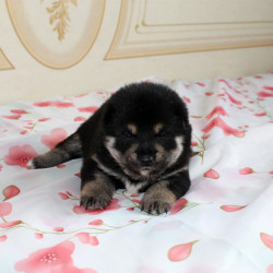 Мальчик 3 Шиба Ину рожденный 08-06-15