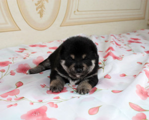 Мальчик 3 Шиба Ину рожденный 08-06-15