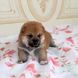 Мальчик 2 Шиба Ину рожденный 08-06-15