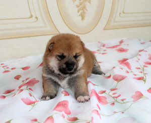 Мальчик 2 Шиба Ину рожденный 08-06-15