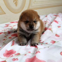 Мальчик 1 Шиба Ину рожденный 08-06-15 - Зарезервирован