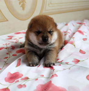 Мальчик 1 Шиба Ину рожденный 08-06-15 - Зарезервирован