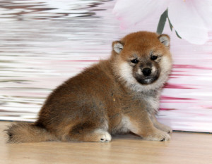 Мальчик 4 Шиба Ину рожденный 08-06-15