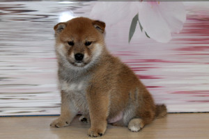 Мальчик 5 Шиба Ину рожденный 08-06-15