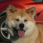 Айкэн Сагаримэ Дзангику