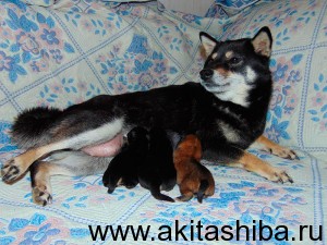 15 июня 2015 года родились щенки Шиба Ину от пары АЙКЭН САГАРИМЭ ВАСЭЙ и АЙКЭН САГАРИМЭ ЕРАТА