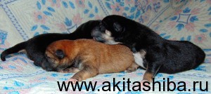 15 июня 2015 года родились щенки Шиба Ину от пары АЙКЭН САГАРИМЭ ВАСЭЙ и АЙКЭН САГАРИМЭ ЕРАТА